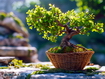 Sfondo: Bonsai