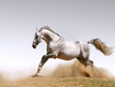 Sfondo: Cavallo bianco