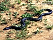 Cobra  della foresta