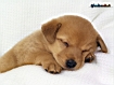 Sfondo: Cucciolo dorme