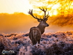 Deer At Dawn