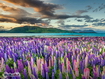 Sfondo: Lavander Flower