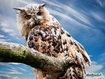 Owl On Tree