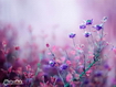 Purple Flowers