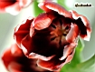 Sfondo: Tulipano rosso
