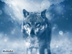 Sfondo: Wolf In The Snow